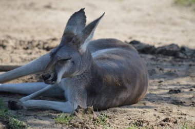 Açık havada bir kanguru