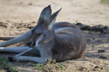 Açık havada bir kanguru