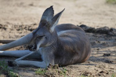 Açık havada bir kanguru