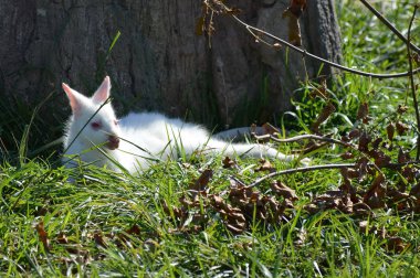 Bir Albino kanguru
