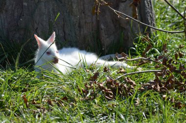 Bir Albino kanguru