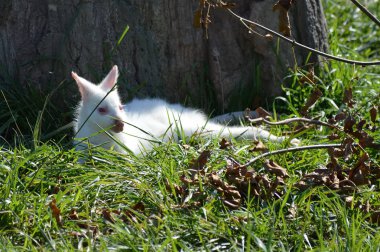 Bir Albino kanguru