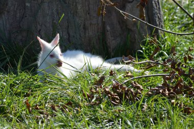 Bir Albino kanguru