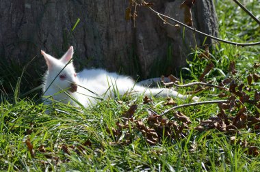 Bir Albino kanguru