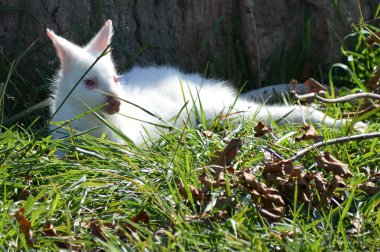 Bir Albino kanguru