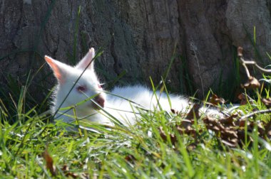 Bir Albino kanguru