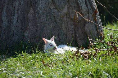 Bir Albino kanguru