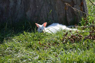 Bir Albino kanguru
