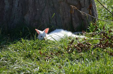 Bir Albino kanguru