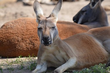 Kanguru açık havada