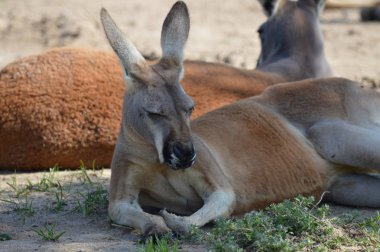 Kanguru açık havada