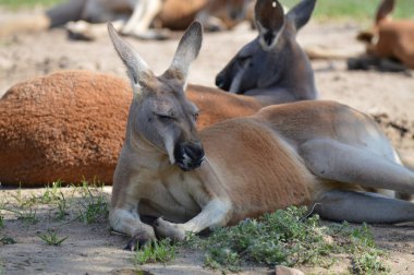 Kanguru açık havada