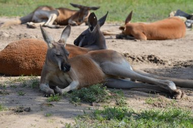Kanguru açık havada