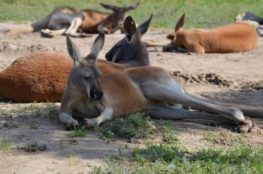 Kanguru açık havada