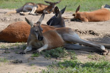 Kanguru açık havada