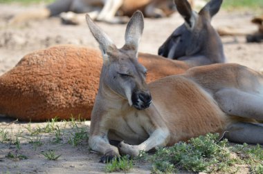Kanguru açık havada