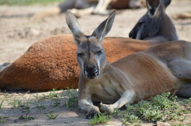 Kanguru açık havada