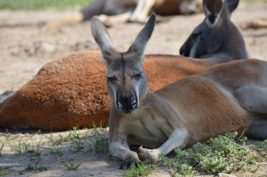 Kanguru açık havada