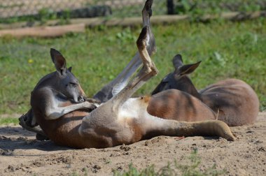 Kanguru açık havada