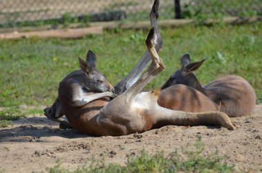 Kanguru açık havada