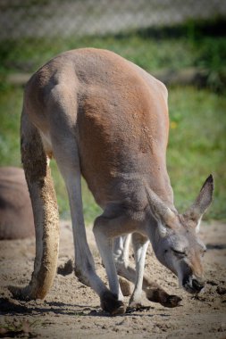 Kanguru açık havada