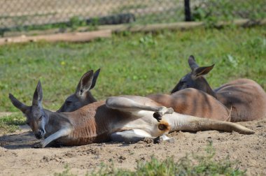 Kanguru açık havada