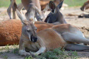 Kanguru açık havada