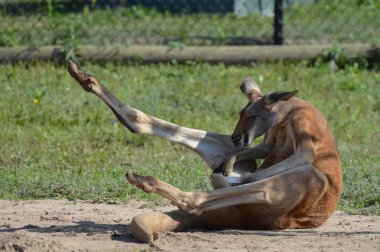 Kanguru açık havada