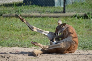 Kanguru açık havada