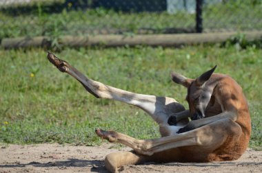 Kanguru açık havada