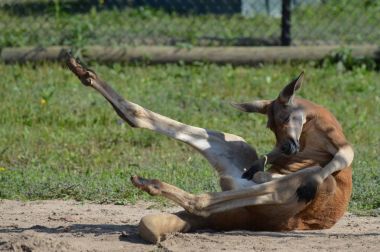 Kanguru açık havada
