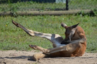 Kanguru açık havada