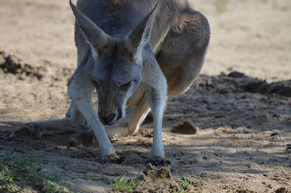 Açık havada bir kanguru — Stok fotoğraf
