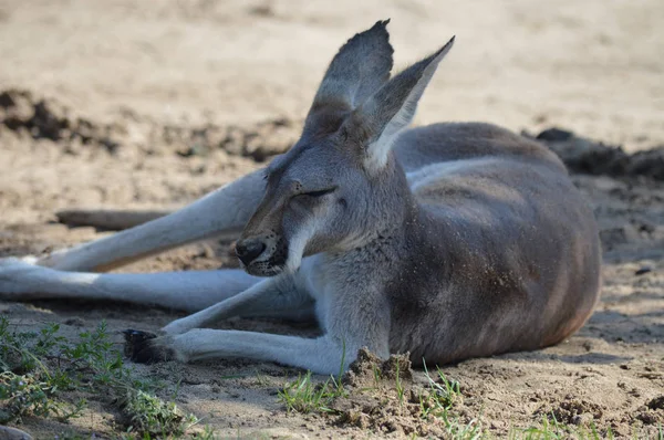 Açık havada bir kanguru