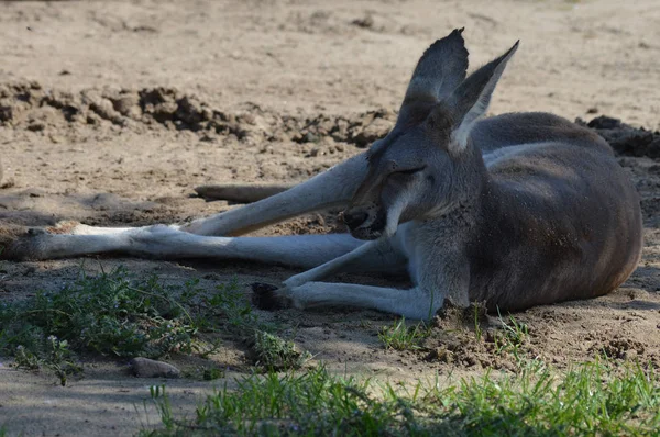 Açık havada bir kanguru