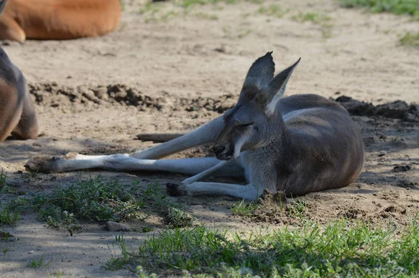 A kenguru, a szabadban — Stock Fotó