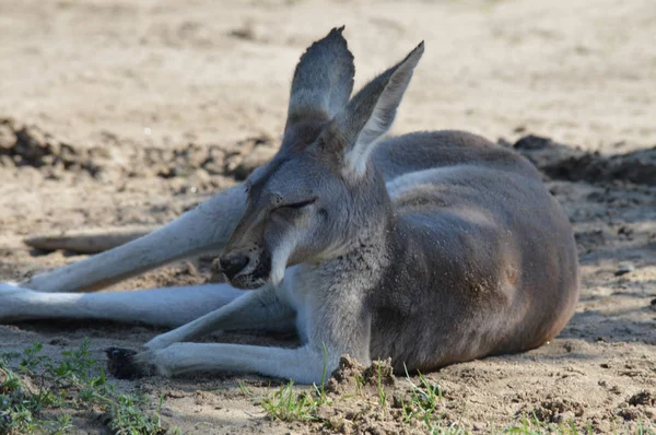 Açık havada bir kanguru — Stok fotoğraf