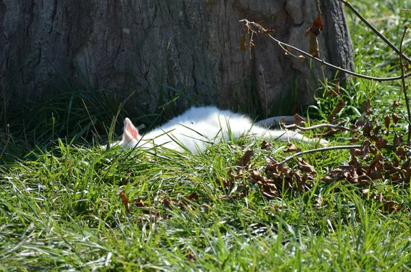 Un Albinos Wallaby — Photo