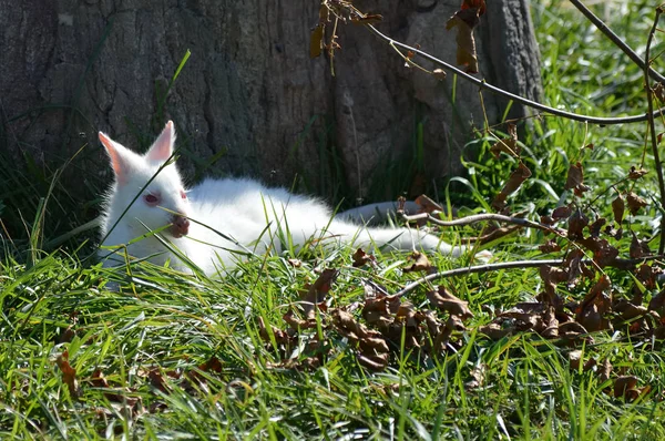 Bir Albino kanguru