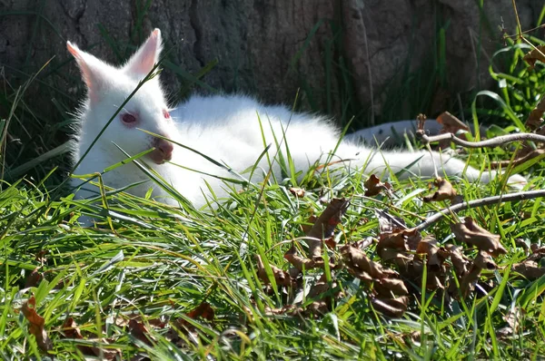 Bir Albino kanguru