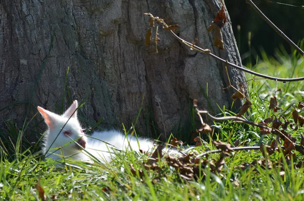 Bir Albino kanguru