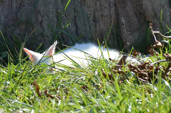 Un Albinos Wallaby — Photo