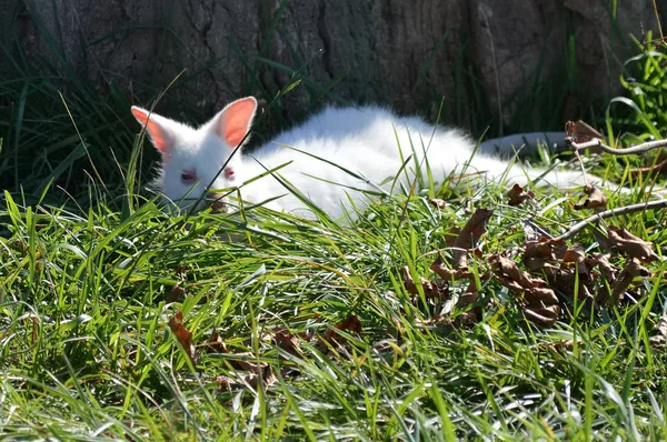 Bir Albino kanguru