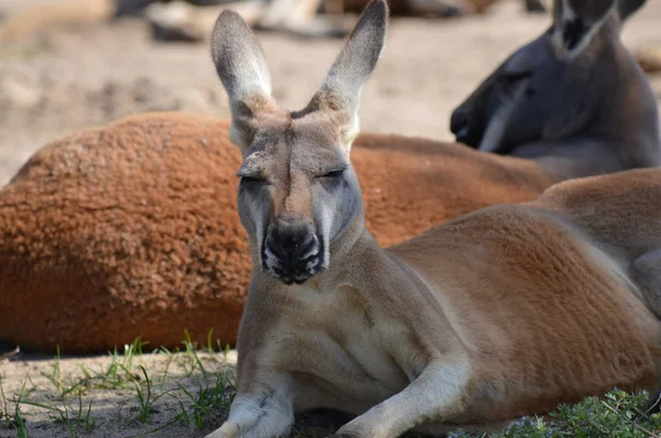 Kangaroo utomhus — Stockfoto