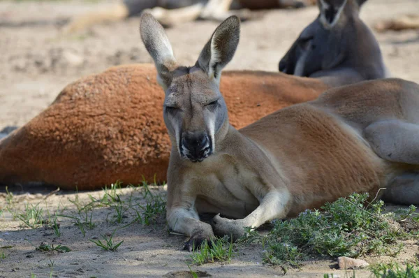 Kanguru açık havada