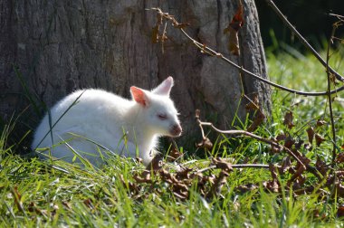 Bir Albino kanguru