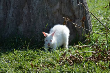 Bir Albino kanguru