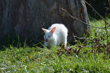 Bir Albino kanguru