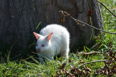 Bir Albino kanguru