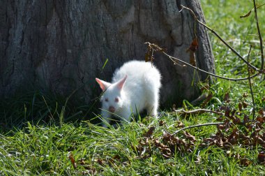 Bir Albino kanguru